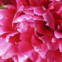 Rouge Pivoine, Lieurey - Horaires d'ouverture