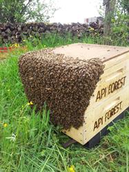 Api Forest, Gouhenans - Horaires d'ouverture