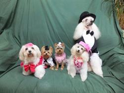 Dandy Beauty Dog, Montpon-Ménestérol - Horaires d'ouverture