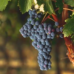 Vignobles Le Pottier, Saint-Sauveur-de-Puynormand - Horaires d'ouverture