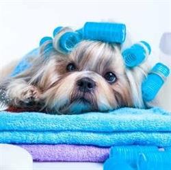 Elegance Canine, Billy-Montigny - Horaires d'ouverture