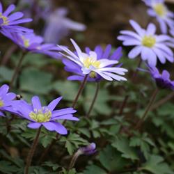 Les Jardins Paysagés De Bruno, Courcelles-sur-Nied - Horaires d'ouverture