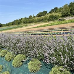 Légumes Fabert, Romilly-sur-Andelle - Horaires d'ouverture