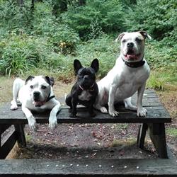 Nicedogs, Beaumont-sur-Oise - Horaires d'ouverture