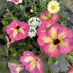 Chevannes Fleurs, Boisville-la-Saint-Père - Horaires d'ouverture