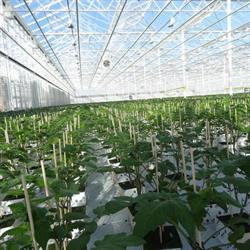 Arc'at plants, Saint-Sulpice-de-Royan - Horaires d'ouverture