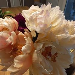Berny Fleurs, Ingrandes - Horaires d'ouverture