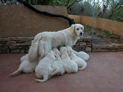Le Mas de L'Orb - Elevage de Golden Retrievers, Bédarieux - Horaires d'ouverture