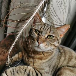 La patte de velours - Café des chats, Saint-Étienne - Horaires d'ouverture
