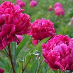 Eden fleurs Cambrai, - Horaires d'ouverture