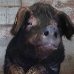 La ferme aux traits, Reignac - Horaires d'ouverture