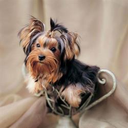 Au Chien Chic, Serres-Castet - Horaires d'ouverture