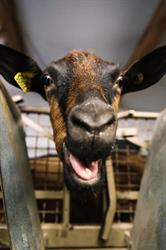La Ferme de Belveset - Fromagerie Bertin - Taradeau - Horaires d'ouverture