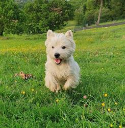 Domaine de Valimi Elevage de Berger Australien et West Highland White terrier, Saint-Cézert - Horaires d'ouverture