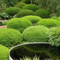 Jardins de Saintonge / Thomas Espaces Verts, Plassay - Horaires d'ouverture