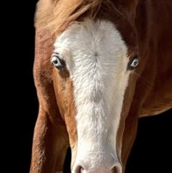 CJA Quarter Horses, Les Échelles - Horaires d'ouverture