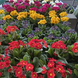 Fleurs MUCKLI, Phalsbourg - Horaires d'ouverture