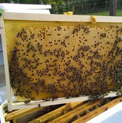 Apiculture Sénécal, Saint-Victor-l'Abbaye - Horaires d'ouverture
