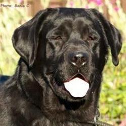 Les Labradors De La Plaine Du Puy De Wolf, Firmi - Horaires d'ouverture