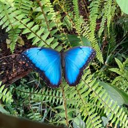 Le Tropique du Papillon, Elne - Horaires d'ouverture
