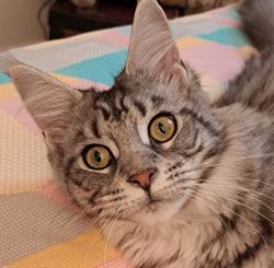 Au Chat Perché, Mareil-sur-Mauldre - Horaires d'ouverture