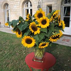 Manoir des Cavaliers, Vineuil-Saint-Firmin - Horaires d'ouverture