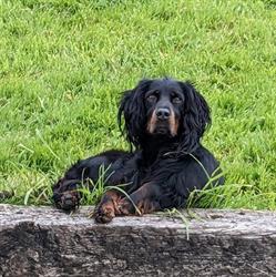 Pension canine Lo Can, Carcans - Horaires d'ouverture