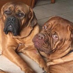 Pension canine LOVERS dogs, Béon - Horaires d'ouverture
