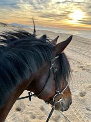 Haras des Plages, Ondres - Horaires d'ouverture