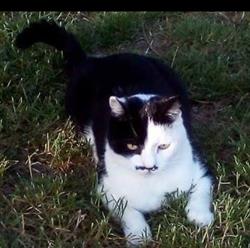 Le Mont des chats, Mont-le-Vignoble - Horaires d'ouverture