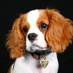 élevage cavaliers King Charles des hauts de sianne SCEA RCS de Bar Le Duc N°980 085 526, Bazincourt-sur-Saulx - Horaires d'ouverture