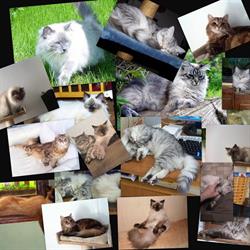 Pension Feline De Lorraine, Riche - Horaires d'ouverture