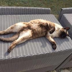 Pension Entre Chats , Pension Chats Toulouse, Montgiscard - Horaires d'ouverture