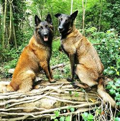Elo'Dogs, Préhy - Horaires d'ouverture