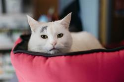 Clinique vétérinaire Lapuyade - clinique pour les Chats et les NAC, Pau - Horaires d'ouverture
