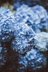 Fleurs Bleues - EHE SARL, Sainte-Adresse - Horaires d'ouverture
