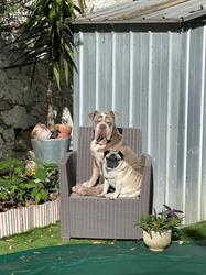 Dog Attitude, Mougins - Horaires d'ouverture