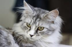 Chatterie du Domaine d'Eliko (Maine Coon) Sophie Commenge, Montaigut-sur-Save - Horaires d'ouverture