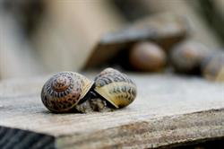 L'Escargot du Pays de Bitche, Etting - Horaires d'ouverture