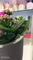 Bleuets Rose, Grand-Champ - Horaires d'ouverture