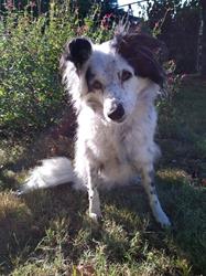 Pension Canine Des Cerisiers, Mongauzy - Horaires d'ouverture