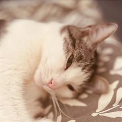 Sos Chats Errants 59, Jeumont - Horaires d'ouverture