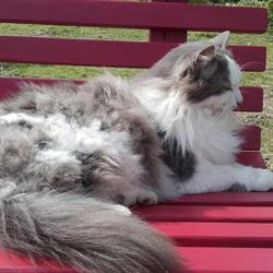 L'Auberge Ô Poils, pension pour chats, Jaudrais - Horaires d'ouverture