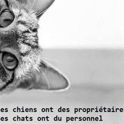 Au Petit Chat'voyard, Massongy - Horaires d'ouverture