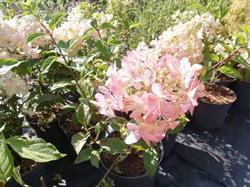 Plantes-Shopping, Wilwisheim - Horaires d'ouverture