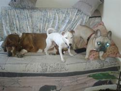 Happy Animaux, Rueil-Malmaison - Horaires d'ouverture