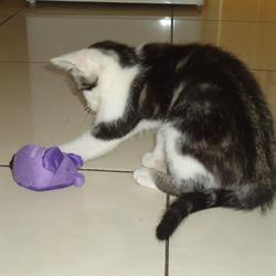 Souris'Cat, Bantzenheim - Horaires d'ouverture