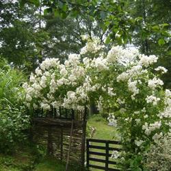 Les Jardins Du Bardon, Davézieux - Horaires d'ouverture
