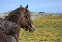 A Cheval en Corse, Granace - Horaires d'ouverture