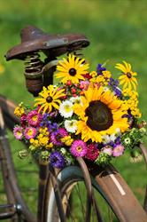 Mirloup Cycles, Plerguer - Horaires d'ouverture